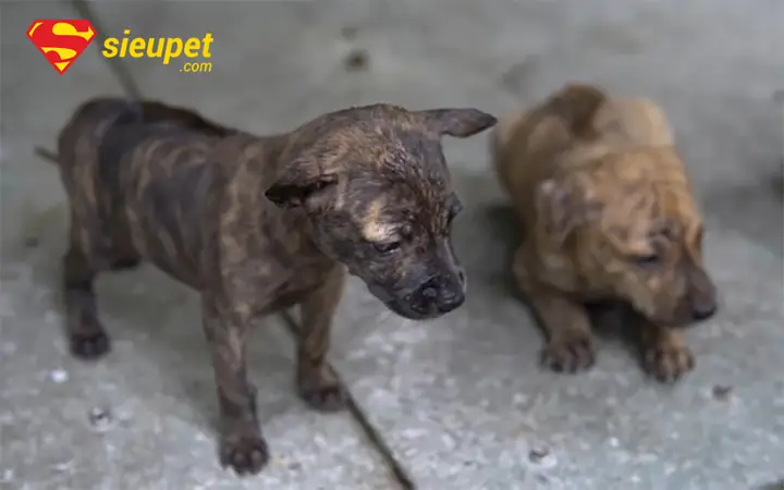 Thời Điểm Và Quá Trình Lên Xoáy Ở Chó Con Thời Điểm Và Quá Trình Lên Xoáy Ở Chó Con