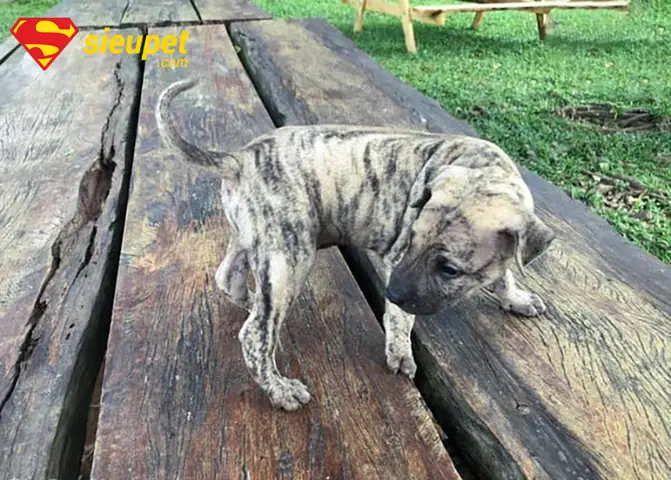 Chó Phú Quốc Con Không Có Xoáy – Giải Thích Từ A Đến Z Chó Phú Quốc Con Không Có Xoáy – Giải Thích Từ A Đến Z