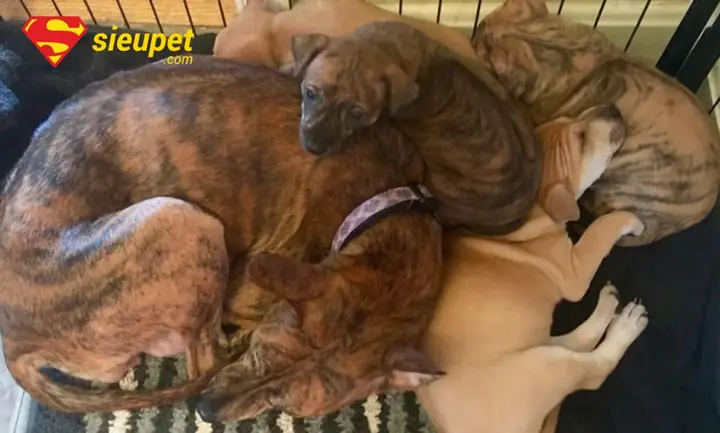 Lưu Ý Khi Chọn Mua Chó Phú Quốc Không Có Xoáy Lưu Ý Khi Chọn Mua Chó Phú Quốc Không Có Xoáy