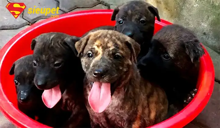 Chó Con Không Có Xoáy Có Phải Thuần Chủng? Chó Con Không Có Xoáy Có Phải Thuần Chủng?