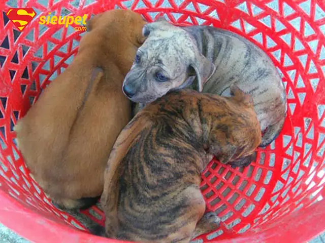 Tổng Quan Về Xoáy Chó Phú Quốc Tổng Quan Về Xoáy Chó Phú Quốc