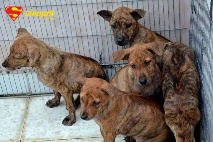 Cách Chăm Sóc Chó Phú Quốc Con Để Xoáy Lên Đẹp Cách Chăm Sóc Chó Phú Quốc Con Để Xoáy Lên Đẹp