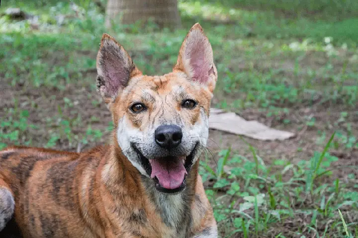 Chó Phú Quốc Lai Tinh Khôn