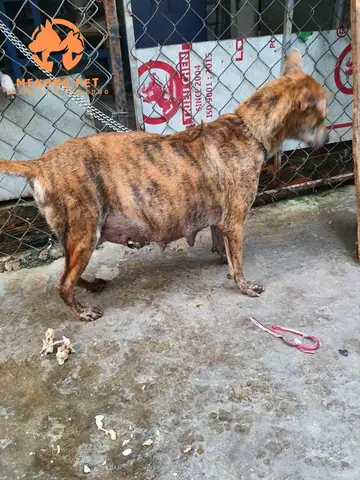 Chó Phú Quốc Mấy Tháng Thì Đẻ?