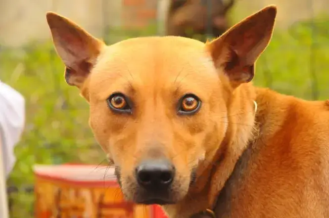 Chó Phú Quốc Vàng Lửa Chó Phú Quốc Vàng Lửa