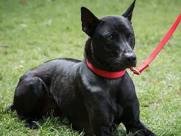 Chó Phú Quốc Đen Tuyền Chó Phú Quốc Đen Tuyền