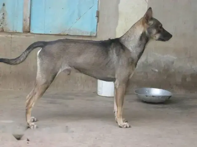 Chó Phú Quốc Xám Chó Phú Quốc Xám