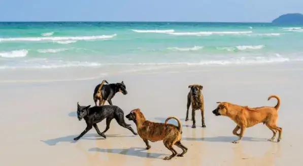 Hướng Dẫn Cách Chăm Sóc Chó Phú Quốc Hướng Dẫn Cách Chăm Sóc Chó Phú Quốc