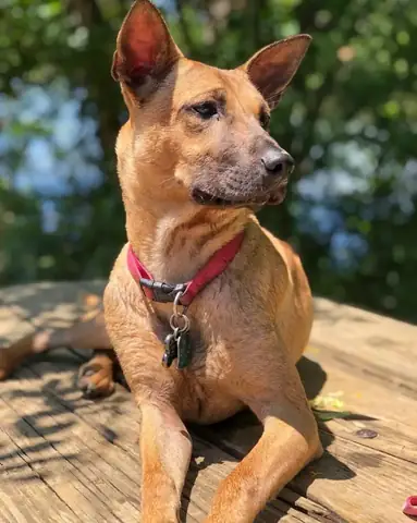 Chó Phú Quốc Màu Nào Đẹp Nhất? Chó Phú Quốc Màu Nào Đẹp Nhất?