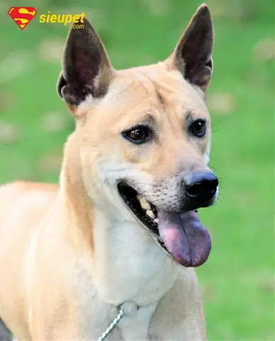 Đặc Điểm Sinh Học Của Chó Phú Quốc Khi Trưởng Thành