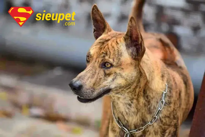 Nguyên Nhân Gây Tai Cụp