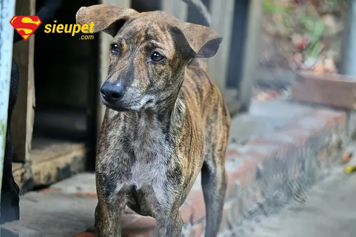 Đặc Điểm Ngoại Hình Tai Chó Phú Quốc Tiêu Chuẩn