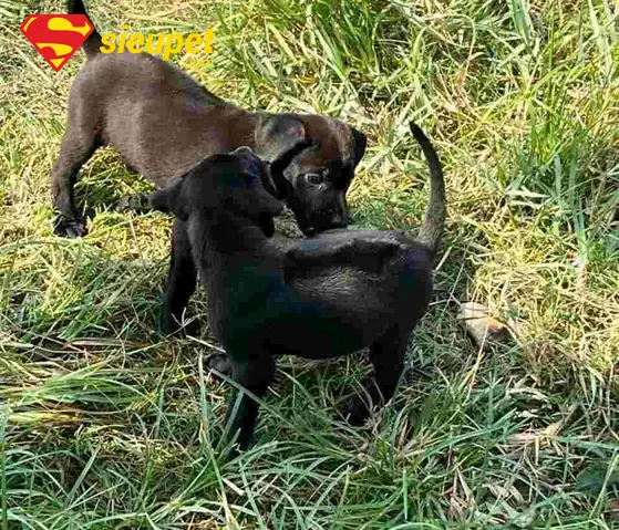 Chó Phú Quốc Có Tai Cụp Không?