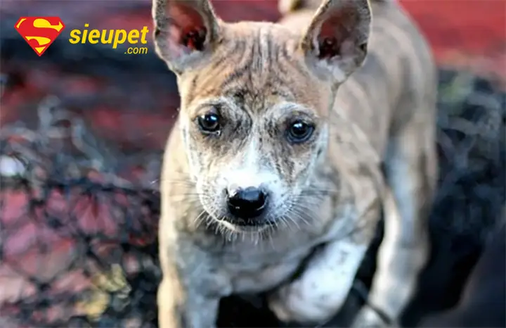 Chó Phú Quốc Có Tai Cụp Không? Sự Thật Bất Ngờ Về Đôi Tai “quốc Khuyển”