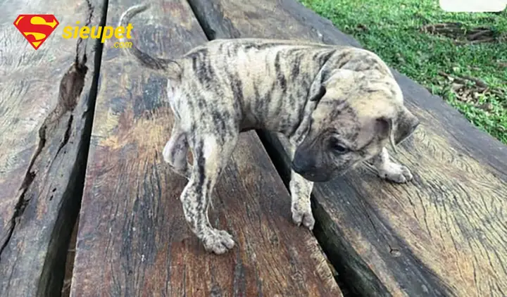 Hướng Dẫn Chăm Sóc Và Khắc Phục Tai Cụp