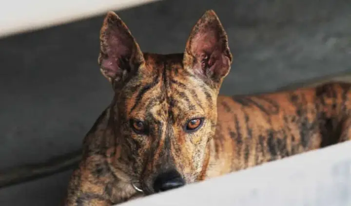 Chó Phú Quốc Vằn Hổ Chó Phú Quốc Vằn Hổ