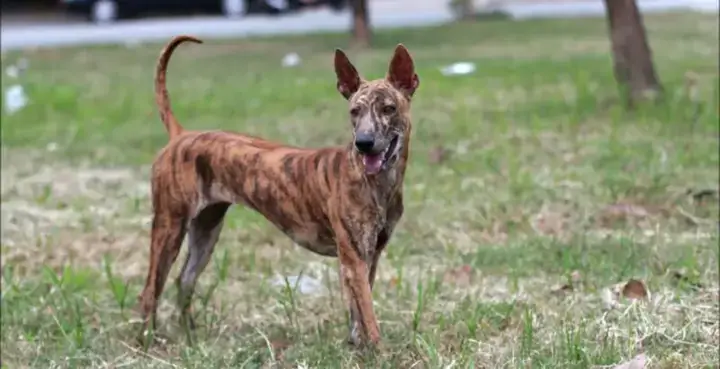 Tính Cách Và Tập Tính Của Chó Phú Quốc Vằn Hổ Tính Cách Và Tập Tính Của Chó Phú Quốc Vằn Hổ