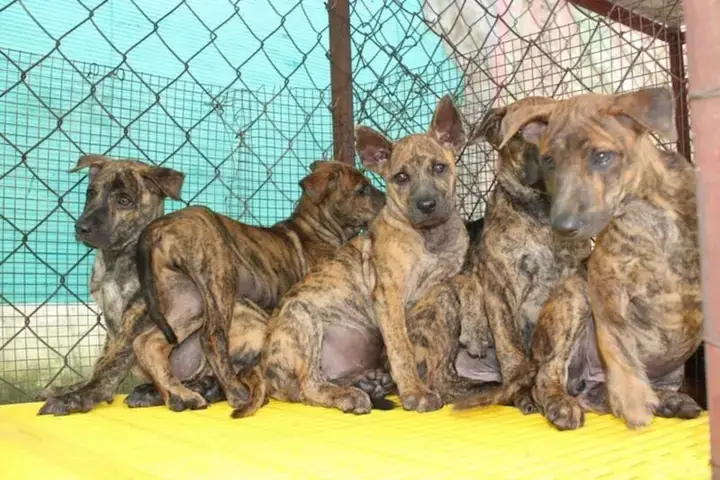 Đặc Điểm Ngoại Hình Nổi Bật Của Chó Phú Quốc Vằn Hổ Đặc Điểm Ngoại Hình Nổi Bật Của Chó Phú Quốc Vằn Hổ