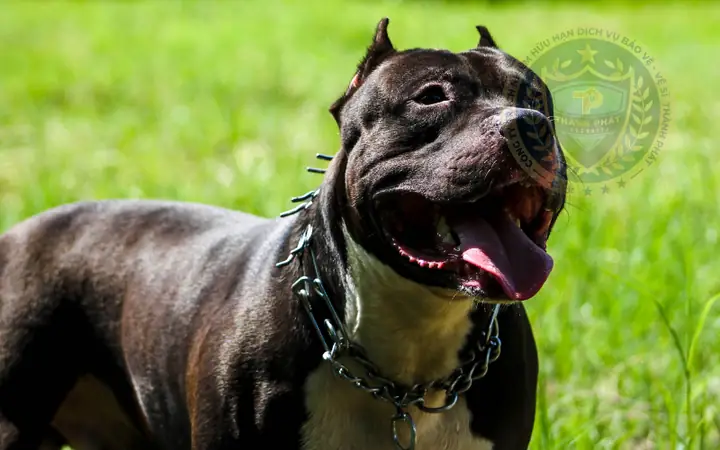 Một Số Lưu Ý Khi Huấn Luyện Chó Pitbull