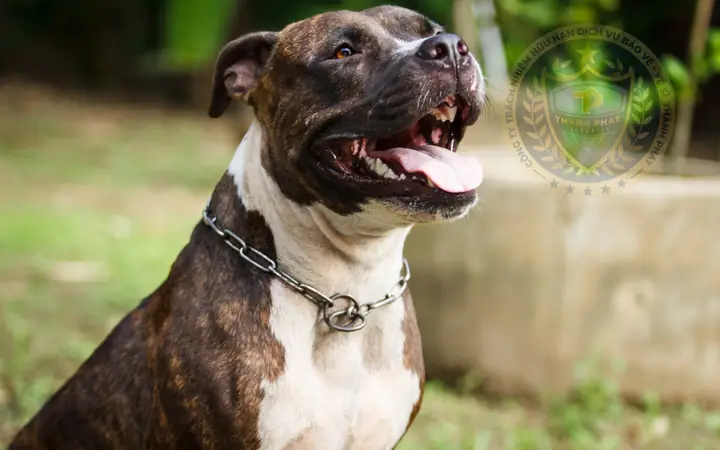 Cách Huấn Luyện Chó Pitbull Cơ Bản