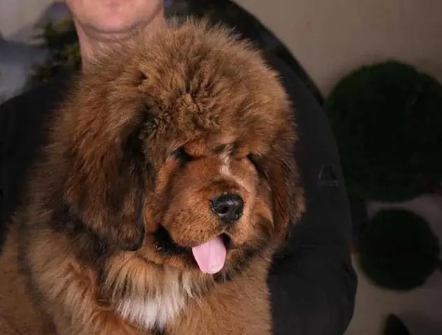 Top 5 Giống Chó Cần Thận Trọng Khi Nuôi