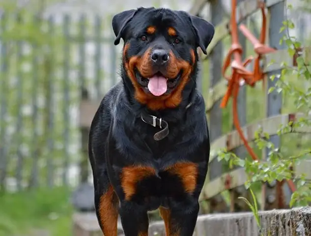 Top 5 Giống Chó Cần Thận Trọng Khi Nuôi