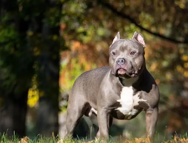 Top 5 Giống Chó Cần Thận Trọng Khi Nuôi