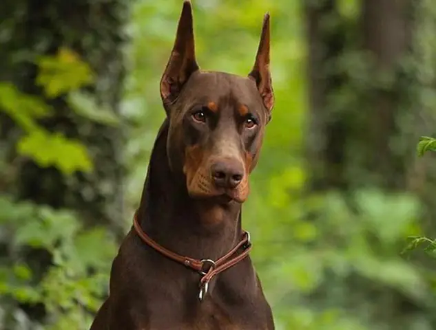 Top 5 Giống Chó Cần Thận Trọng Khi Nuôi