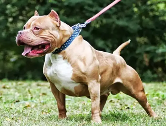 Top 5 Giống Chó Cần Thận Trọng Khi Nuôi