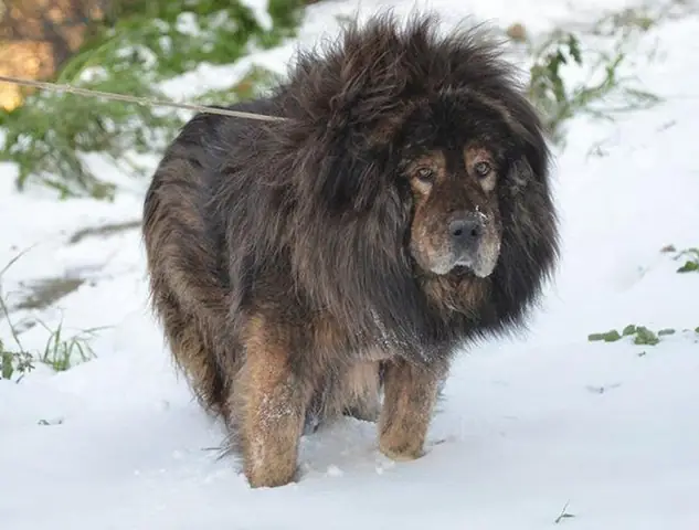 Top 5 Giống Chó Cần Thận Trọng Khi Nuôi