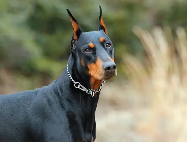 Top 5 Giống Chó Cần Thận Trọng Khi Nuôi