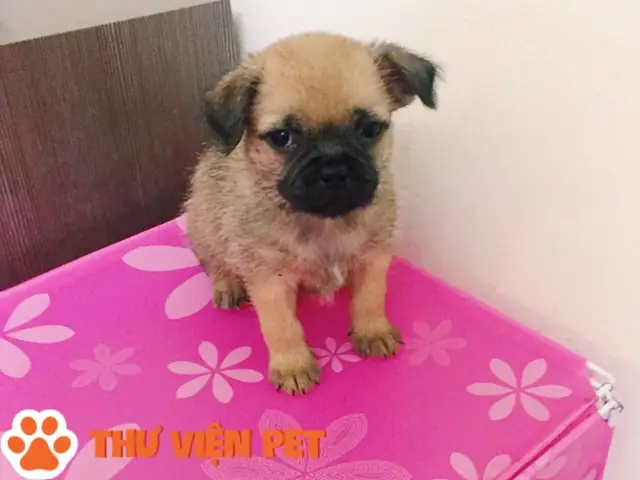 Chó Pitbull Lai Pug