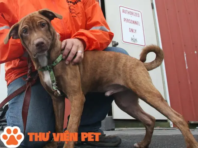 Chó Pitbull Lai Có Đắt Không?