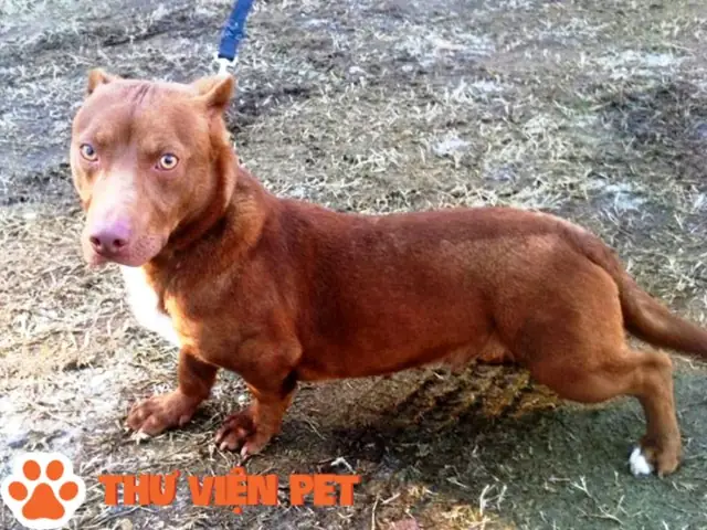 Chó Pitbull Lai Lạp Xưởng (dachshund)