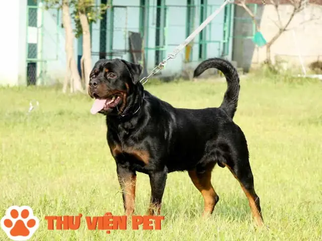 Chó Pitbull Lai Rottweiler
