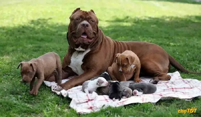 1.chó Pitbull2 - 4 Tháng Tuổi