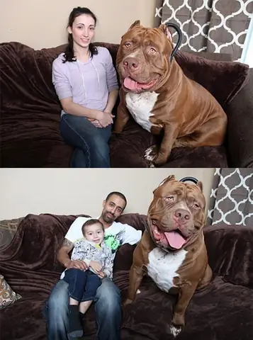 Chó Pitbull Lớn Nhất Thế Giới: Khám Phá Sự Thật Về Giống Chó Mạnh Mẽ Này