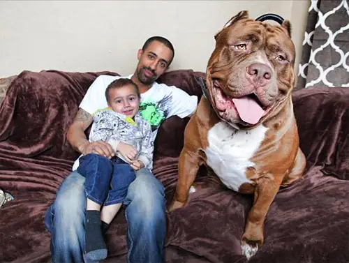 Những Chú Chó Pitbull To Nhất Thế Giới: Câu Chuyện Về Sức Mạnh Và Sự Hiểu Lầm