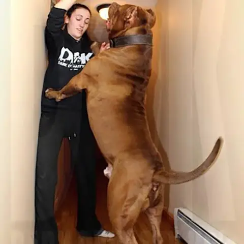 Những Chú Chó Pitbull To Nhất Thế Giới: Câu Chuyện Về Sức Mạnh Và Sự Hiểu Lầm