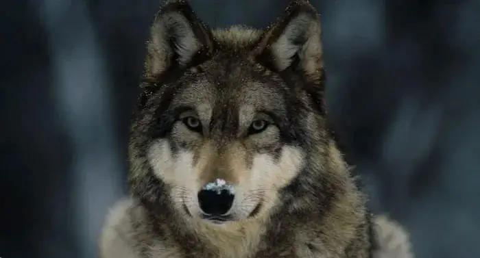 Thành Viên Của Gia Đình Thành Viên Của Gia Đình