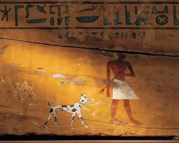 Những Con Sói Hoang Dã Đã Tiến Hóa Thành Chó Nhà Như Thế Nào? Những Con Sói Hoang Dã Đã Tiến Hóa Thành Chó Nhà Như Thế Nào?