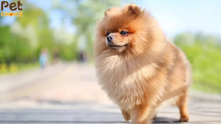 Nguyên Nhân Rụng Lông Ở Chó Golden