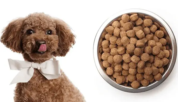 Thức Ăn Cho Chó Poodle 2 - 3 Tháng Tuổi