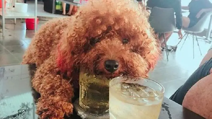 Một Vài Lưu Ý Khi Cho Chó Poodle 2 Tháng Tuổi Ăn