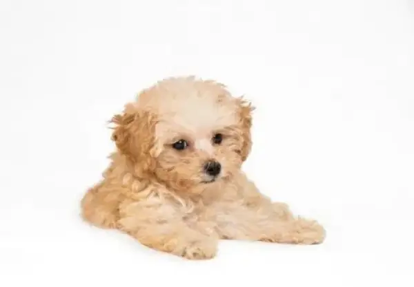 Cách Khắc Phục Lỗi Bị Bạc Lông Cho Chó Poodle