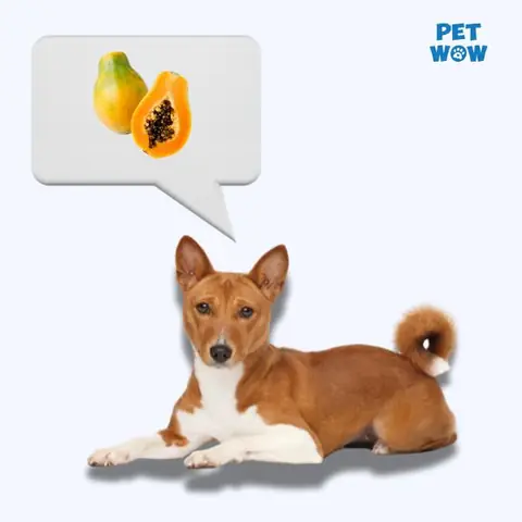 Chó Poodle Ăn Đu Đủ Được Không? Hướng Dẫn Chi Tiết Từ Chuyên Gia