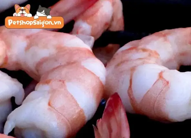 Chó Ăn Tôm Có Tốt Không?