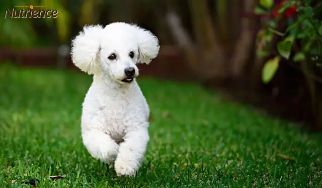 Cắt Tỉa Lông Cho Chó Poodle