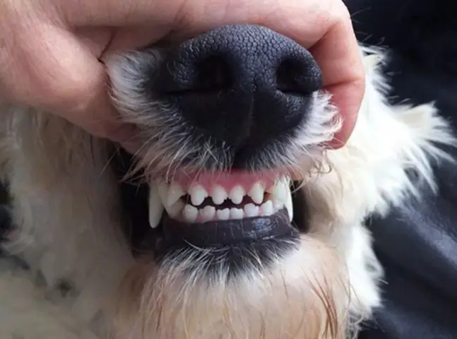Chó Poodle Bị Gãy Răng: Nguyên Nhân, Cách Xử Lý Và Biện Pháp Phòng Ngừa