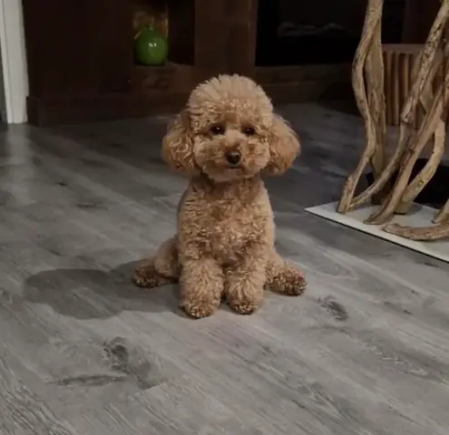 Chó Poodle Bị Ho Phải Làm Sao? Hướng Dẫn Xử Lý & Phòng Tránh Từ Chuyên Gia